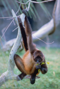 The Spider Monkey who loved me at Lowry Park Zoo in Tampa, Florida